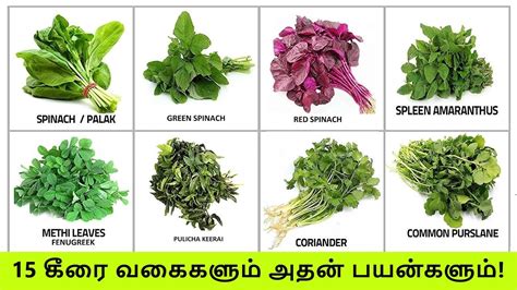 TOP 15 கீரை வகைகளும் அதன் பயன்களும் | Keerai Vagaigal And Benefits In Tamil | Greens & Spinach ...