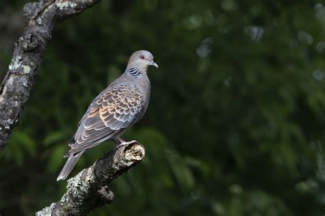 Oriental Turtle Dove – Singapore Birds Project