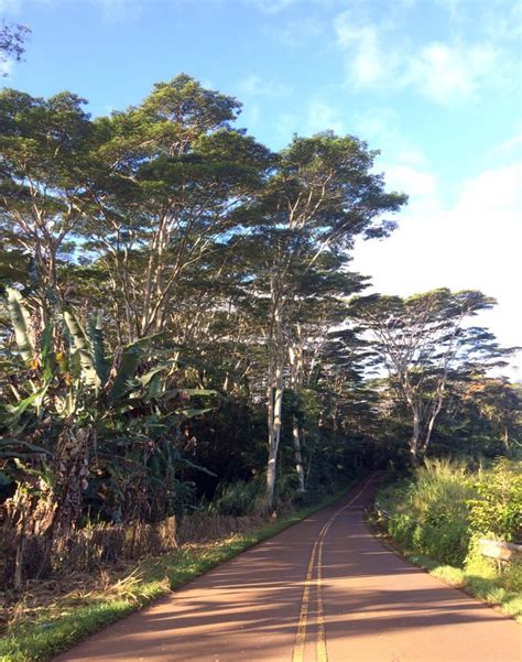 Hawaii Invasive Species Council | Albizia