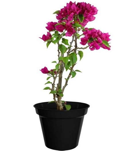 Bougainvillea - Pink | TheGreenyard.in