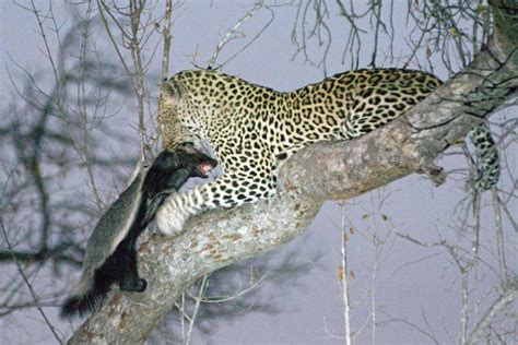 Leopard hauls its honey badger prey, face still showing plenty of tude ...