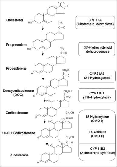 figure1 - Endotext