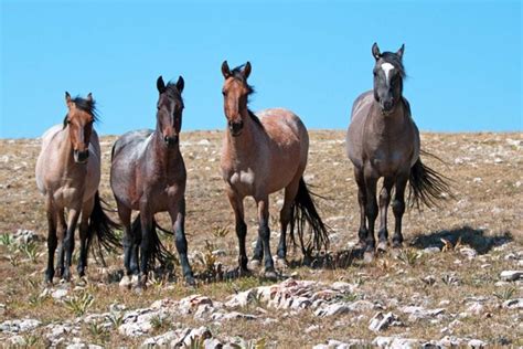 Wild Horses in North America: Where You Can Still See Them | Reader's Digest