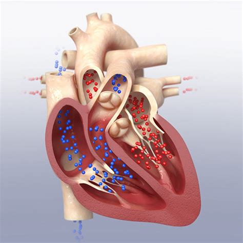 Downloadable Video: Animated 3D Beating Heart by Jon Huhn Visual Communications