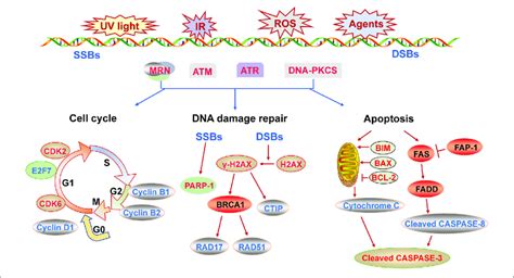 | The molecular mechanism of DNA damage response described from three... | Download Scientific ...