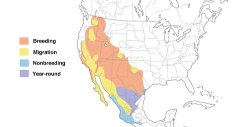 15 Types of Hummingbirds in the United States! (2023) – Consumers Advisory