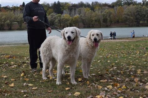 Kuvasz Information & Dog Breed Facts | Dogell.com