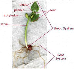 Internal structure of the dicot root By OpenStax | Jobilize