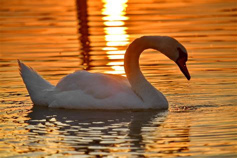 Free picture: grace, lake, side view, sunset, swan, swimming ...