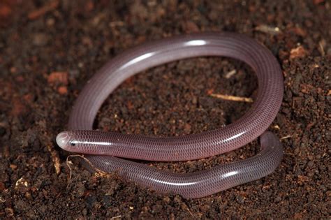 Brahminy Blind Snake Face