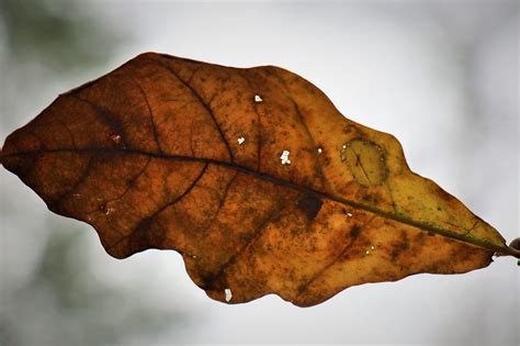 Autumn Oak Leaf Lived - Free photo on Pixabay - Pixabay