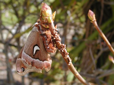 A photo of a lifetime – a Ceanothus Silkmoth lays her eggs – Mendonoma Sightings