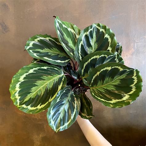 Calathea ‘Medallion’ - grow urban.