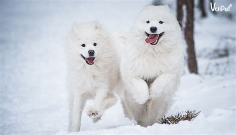 Chó Samoyed | A-Z Đặc điểm - Cách nuôi - Giá chó Samoyed