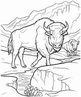 Premium Vector  American bison coloring page For Adults sketch template