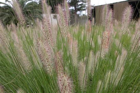 Why Are Australian Native Plants So Much Better?