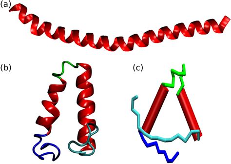 Structural models of caveolin-1. The caveolin-1 structural models... | Download Scientific Diagram