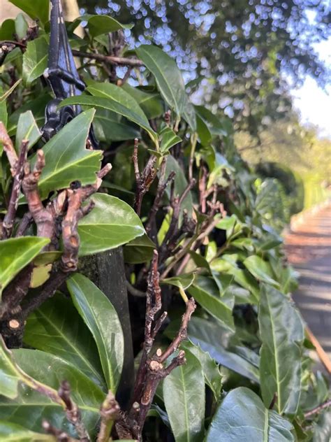 How NOT to prune a Laurel hedge: Learn the right way - Maintain Your Garden