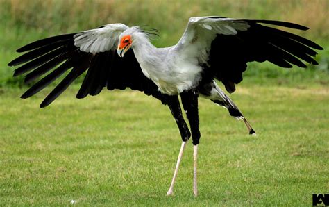 The secretary bird lives all over Africa, but mostly on the open African savanna. Description ...