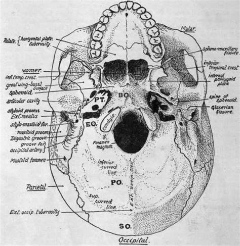 Stratum Lucidum (Jugular Foramen, Carotid Foramen)