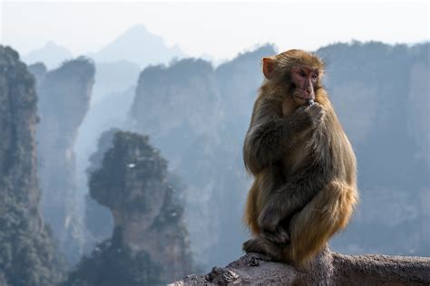 Zhangjiajie Monkeys | Zhangjiajie National Park is one of th… | Flickr