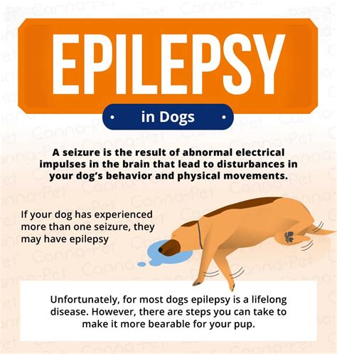 How Do Dogs Know Seizures