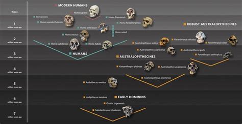 Hominin family tree graphic showing early hominins, australopithecines ...