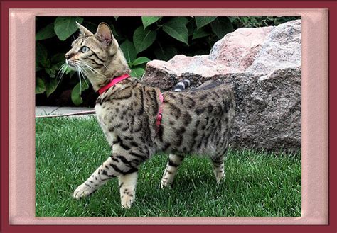 Bengal Cat Leash Training