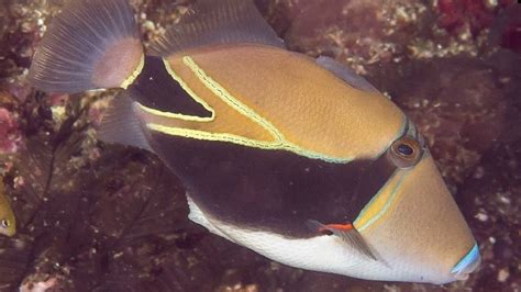 Facts: The Reef Triggerfish (Humuhumunukunukuapua'a) - YouTube