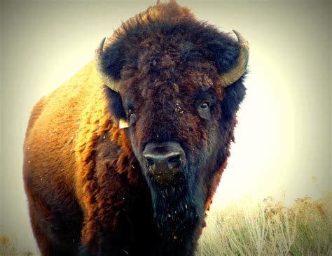 Bison On Antelope Island Photograph by Heidi Manly - Fine Art America