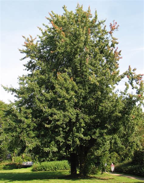 Silver Maple (Acer saccharinum) - Great Plains Nursery