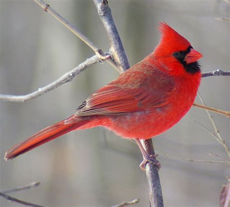 Illinois State Bird | Northern Cardinal