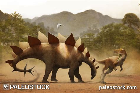 Stegosaurus vs Allosaurus stock image – Studio 252MYA