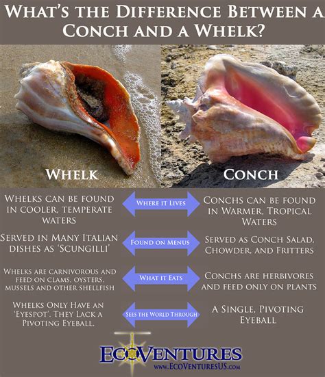 EcoVentures | What's the Difference Between a Conch and a Whelk?