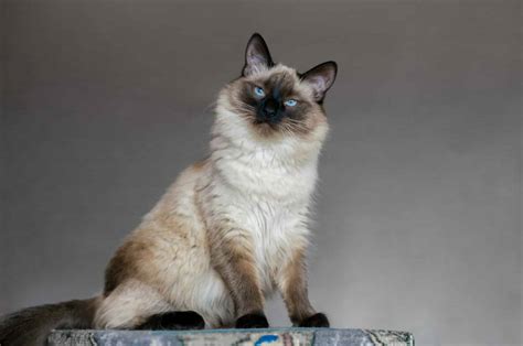 Balinese Cat Breed: Full Guide | Blog - Cattitude