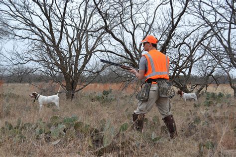 Experience the Rush of Quail Hunting in South Texas