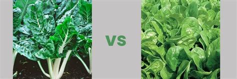 What is the difference between Swiss chard and Spinach?