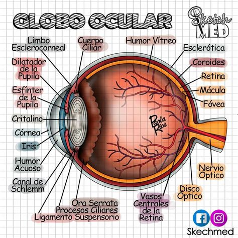 Globo ocular | Anatomia y fisiologia humana, Anatomía del ojo, Anatomía médica