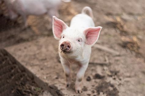 Little Cute White Pig On A Farm Stock Photo - Download Image Now - iStock