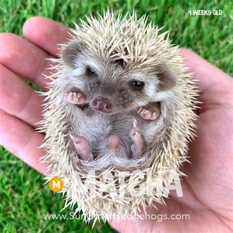 Matcha - Cinnamon - Cinnamon - Available Hedgehogs for Sale - Sun Coast Hedgehogs - Jacksonville ...