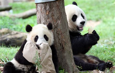Giant Panda Super Star Tai Shan Mated Naturally in Bifengxia Panda Base ...