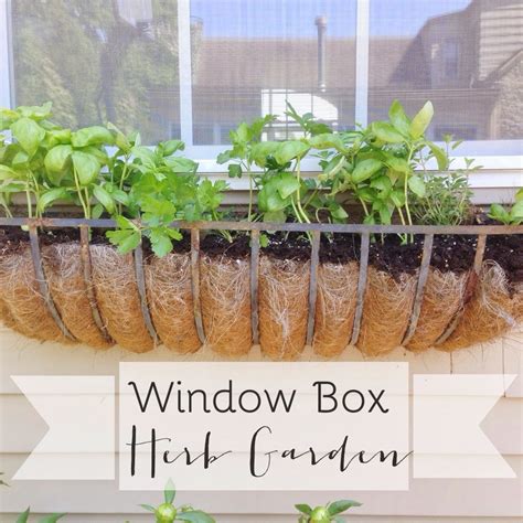 How to Grow Herbs in a Window Box? - Herb Garden Design