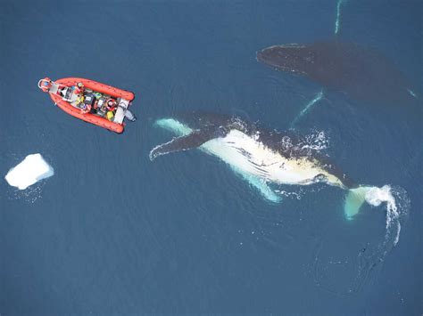 Big whales eat far more than scientists previously thought : NPR