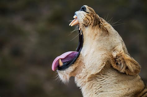 Side View Of Lioness Roaring At National Park Photograph by Cavan ...