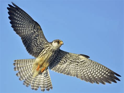 Amur Falcon - eBird