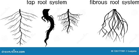 Different Types of Root Systems: Tap and Fibrous Root Systems Stock ...