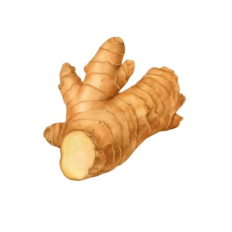 Ginger Root Cut Watercolor Clipart AI Generated 28708029 PNG