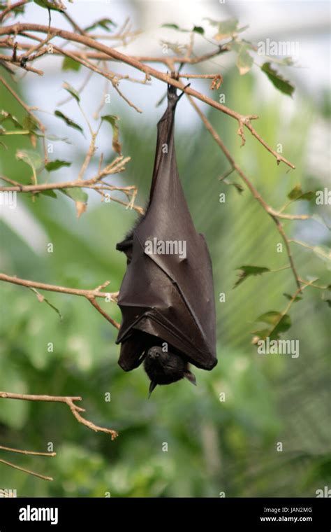 Fruit bat hanging from a tree with wings wrapped around it's body Stock Photo - Alamy