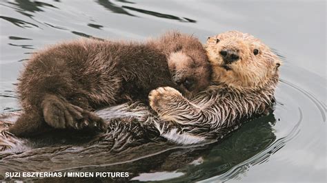Saving Sea Otters - NWF | Ranger Rick