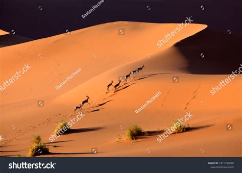 9,260 Namib desert animal Images, Stock Photos & Vectors | Shutterstock